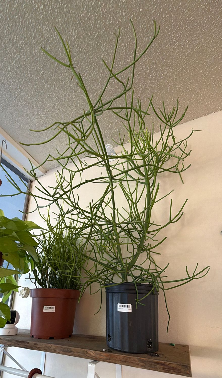 10" Pencil Cactus