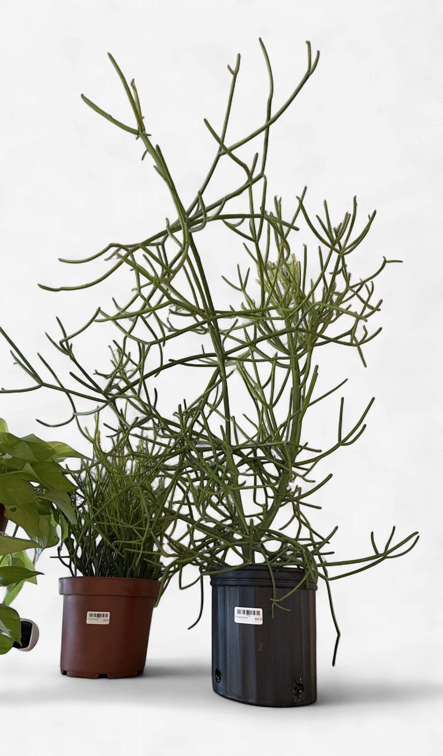 10" Pencil Cactus