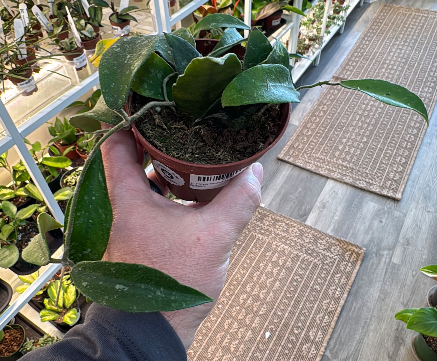 4" Hoya Phuaensis Splash