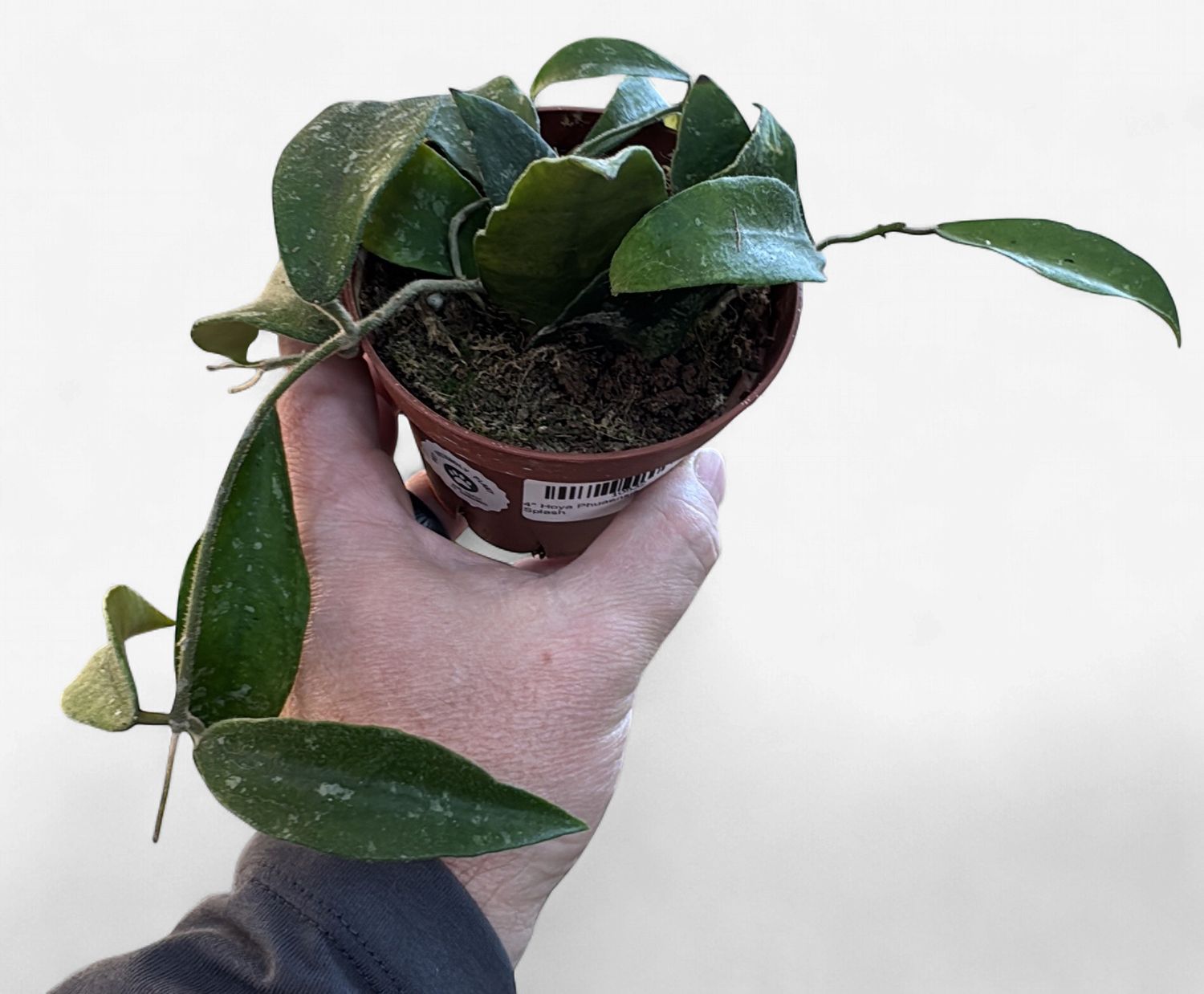 4" Hoya Phuaensis Splash