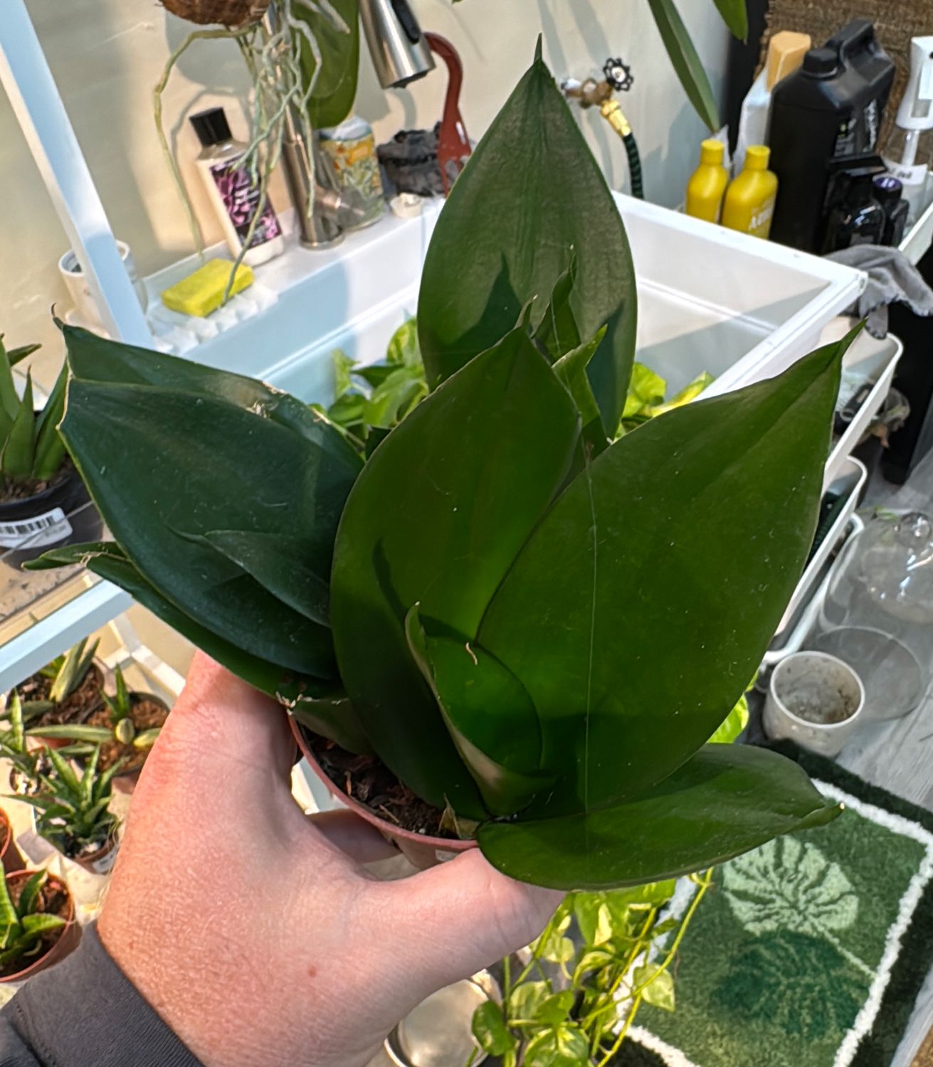 4" Sansevieria Black Hahnii