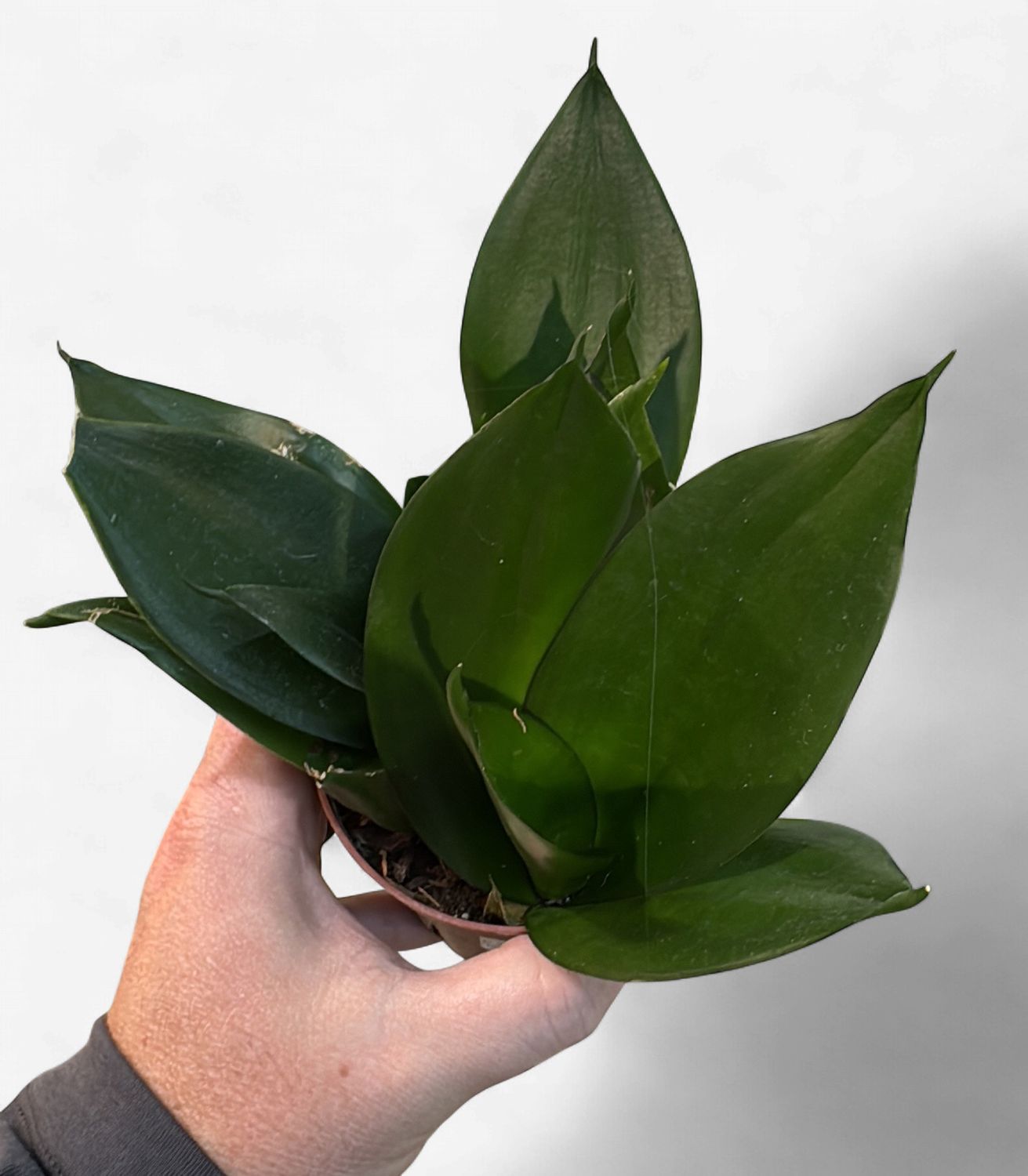 4" Sansevieria Black Hahnii