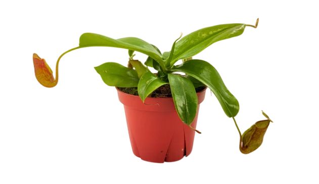4" Nepenthes Gaya
