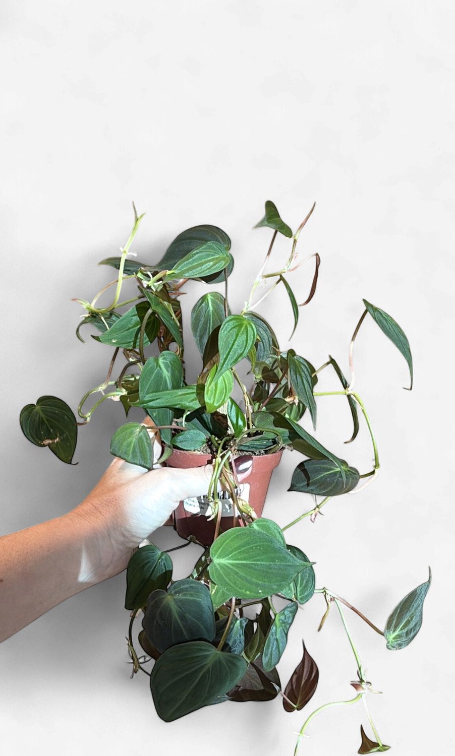 4" Philodendron Micans Pole