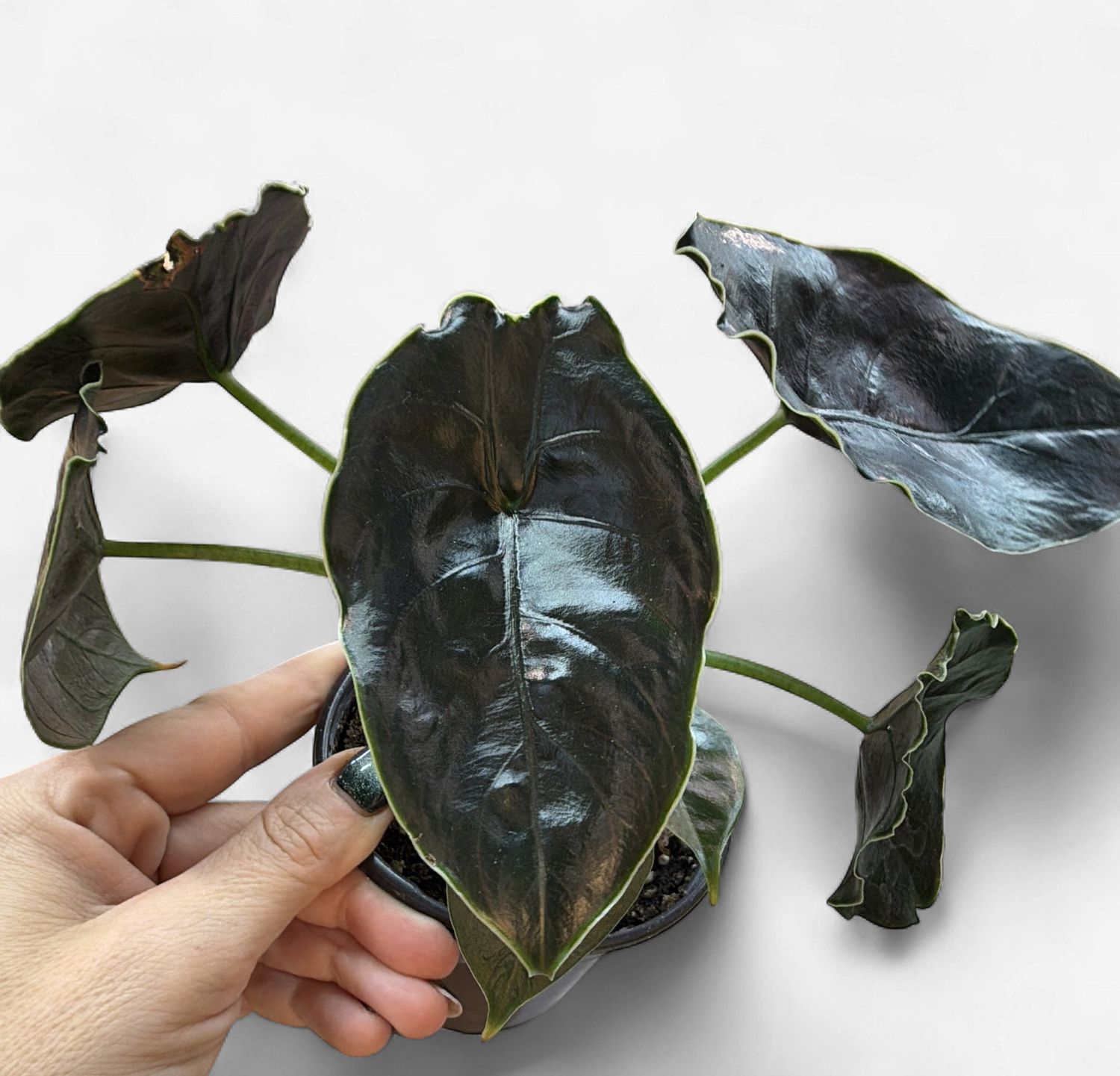 4" Alocasia Azlanii