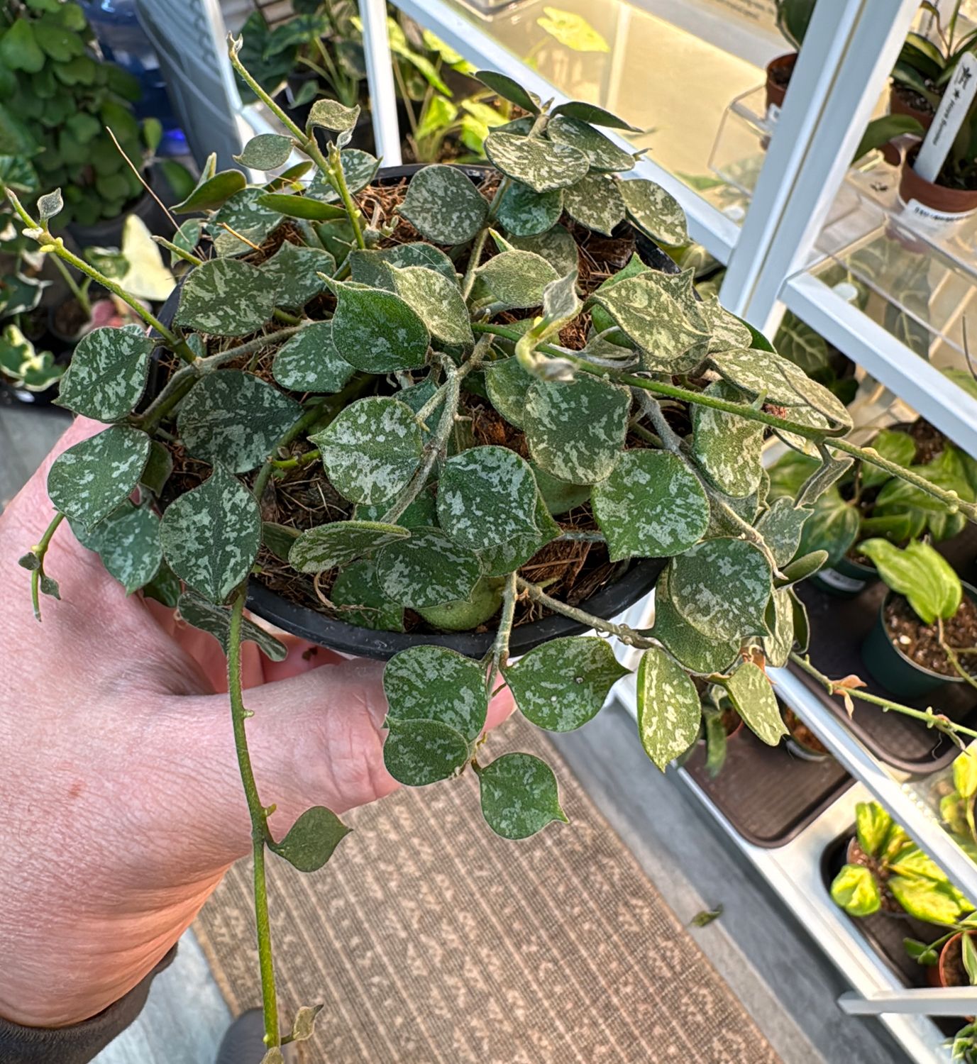 4" Hoya Curtisii