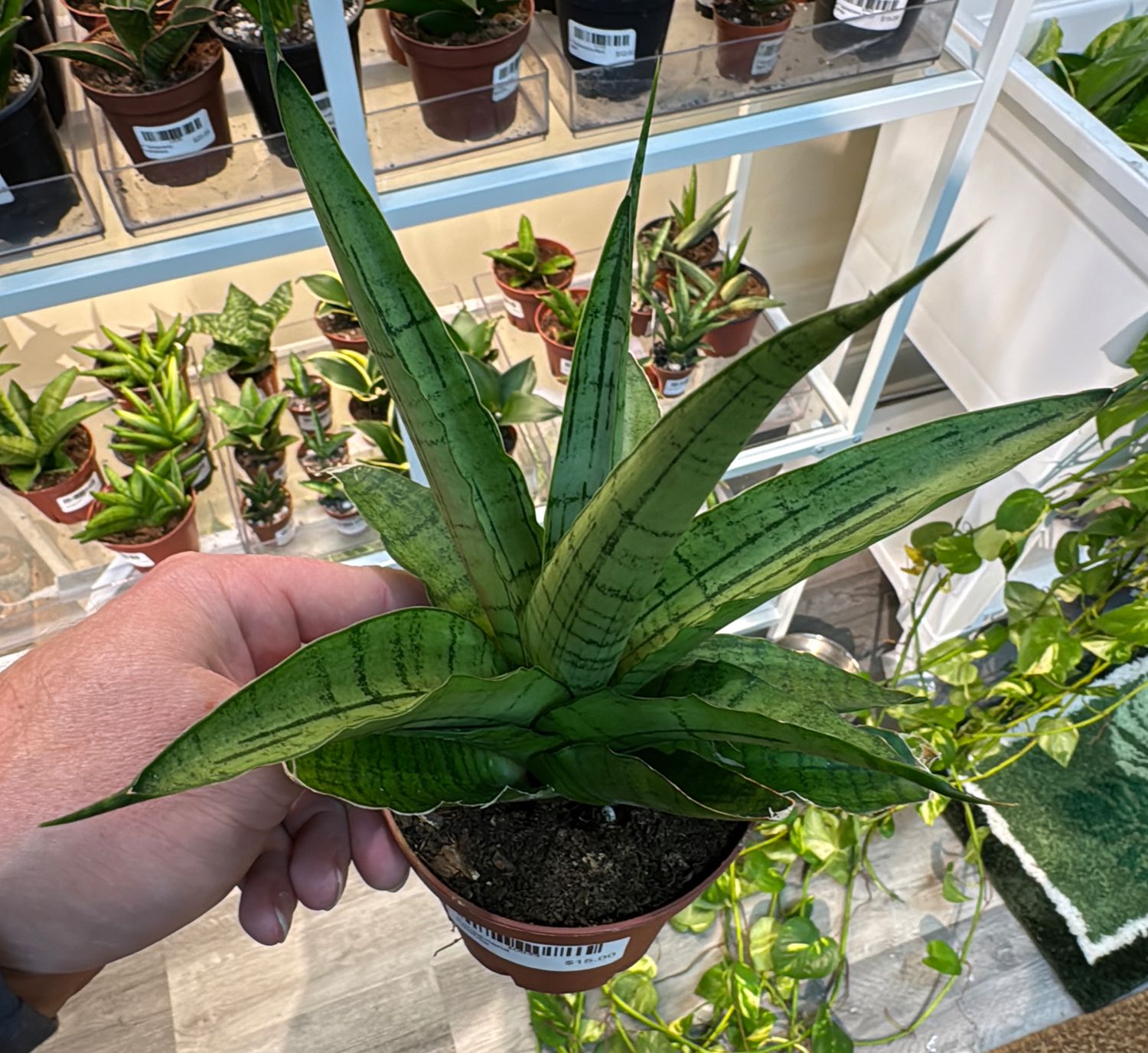 4" Sansevieria Longwhite