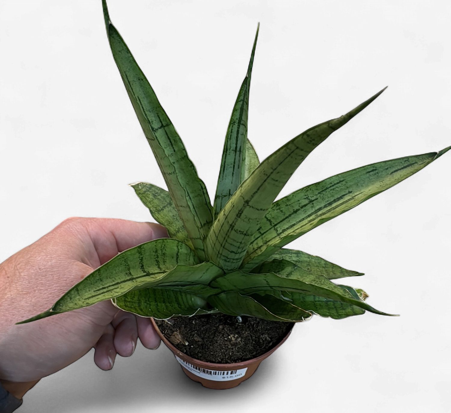 4" Sansevieria Longwhite