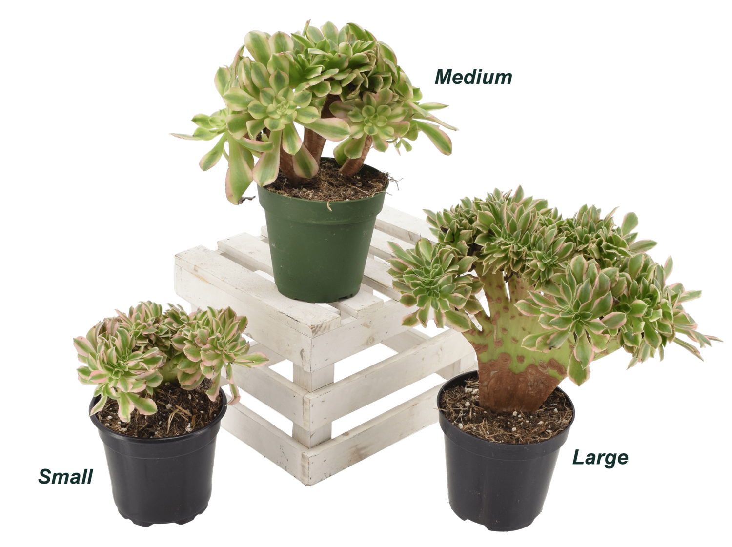 4" Aeonium Crested (Medium)