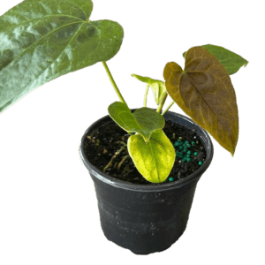 4" Anthurium Queen of Hearts