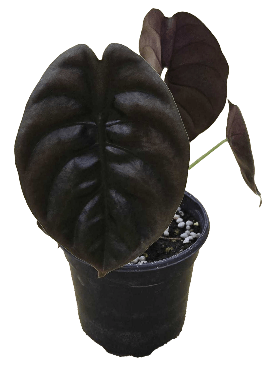 4" Alocasia Red Secret Cuprea
