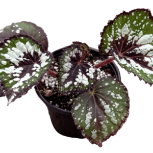 4" Begonia Matcha Chocolate