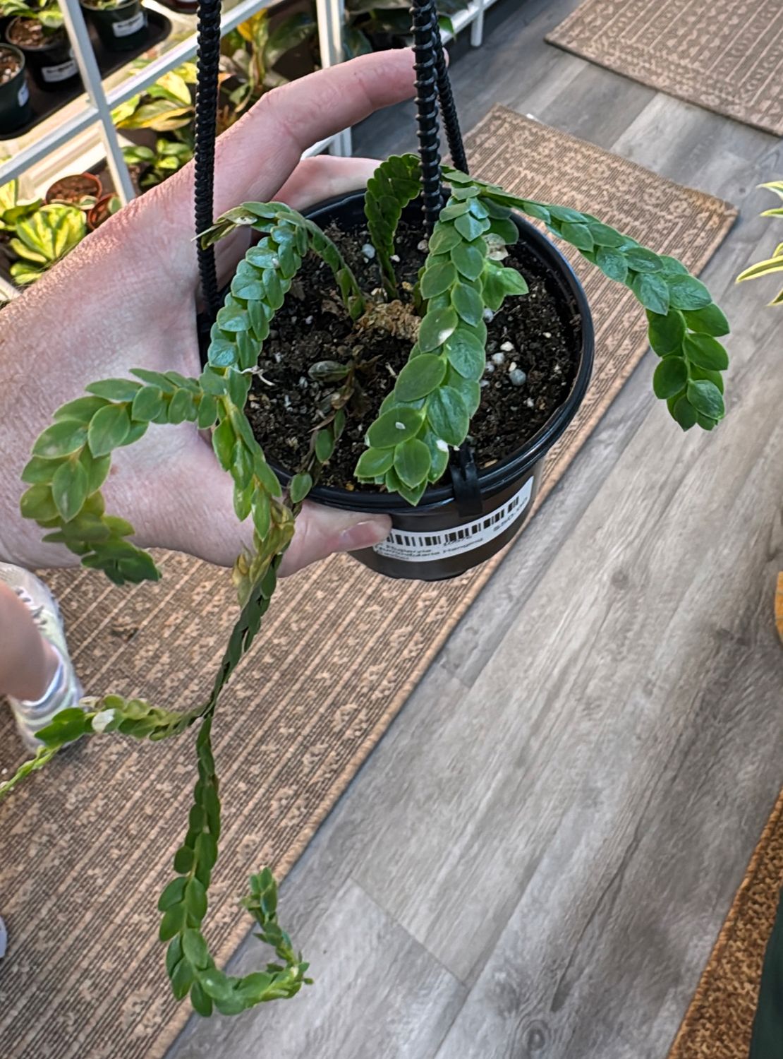 4" Huperzia Nummifolaria Hanging Basket
