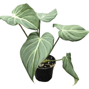 4" Philodendron Gloriosum