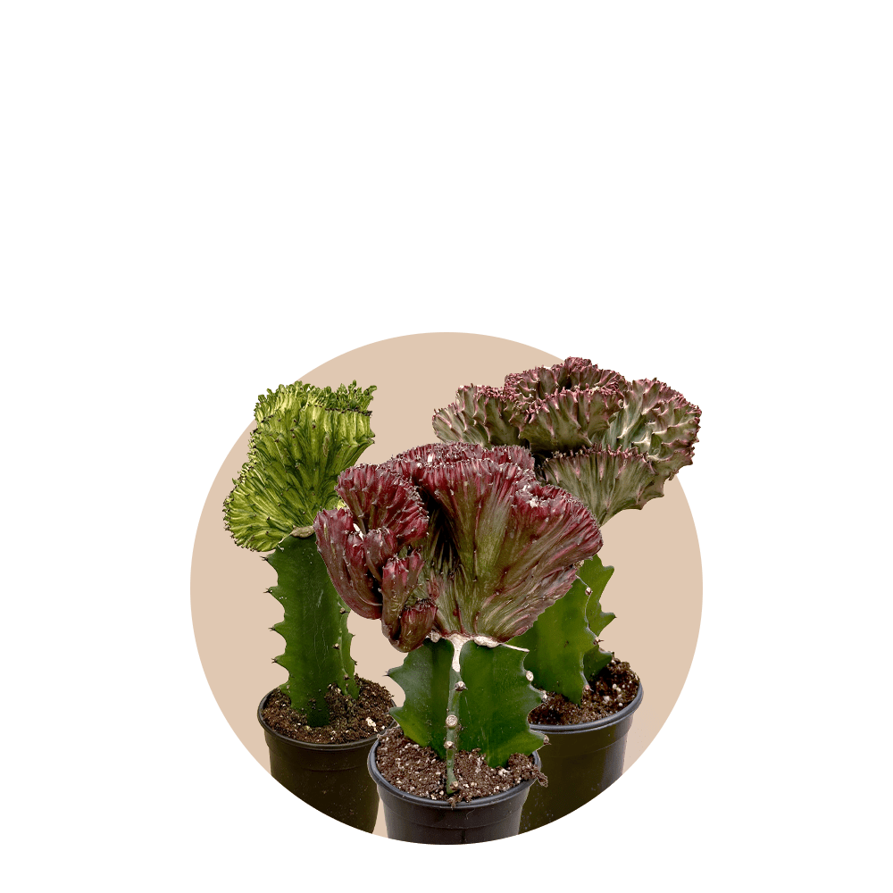 4" Mermaid Tail Cactus - Purple