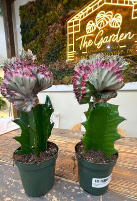 4" Mermaid Tail Cactus - Purple