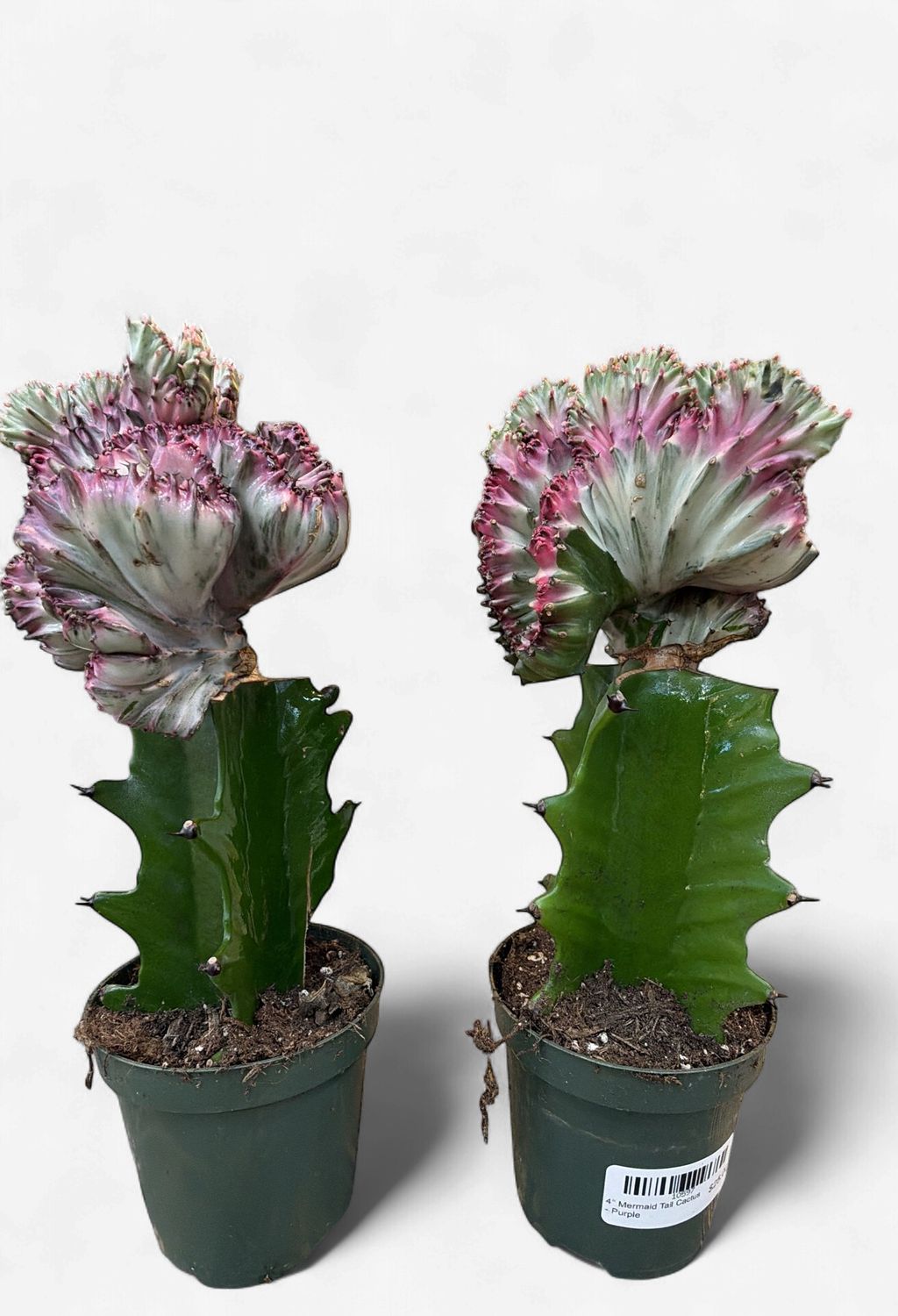 4" Mermaid Tail Cactus - Purple