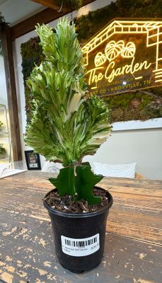 4" Mermaid Tail Cactus - Yellow