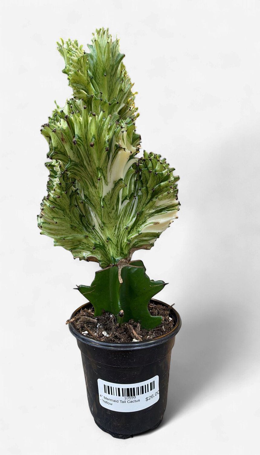 4" Mermaid Tail Cactus - Yellow