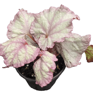 4" Begonia Pink Panther