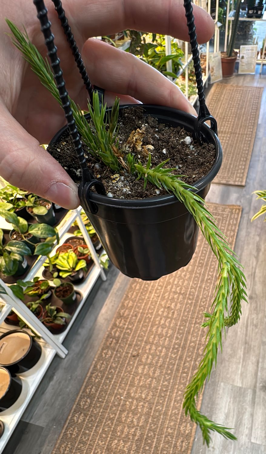 4" Huperzia Carinata Hanging Basket