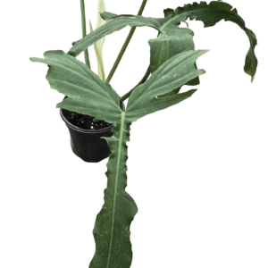4" Philodendron Belle Isle