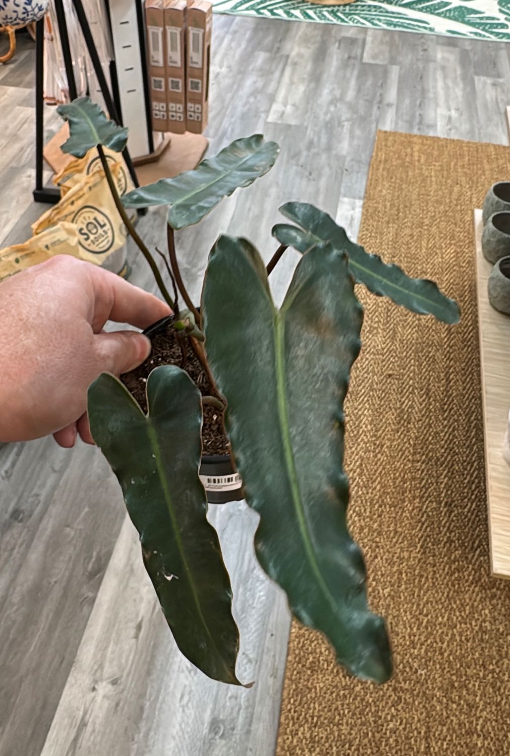 4" Philodendron Dark Billietiae