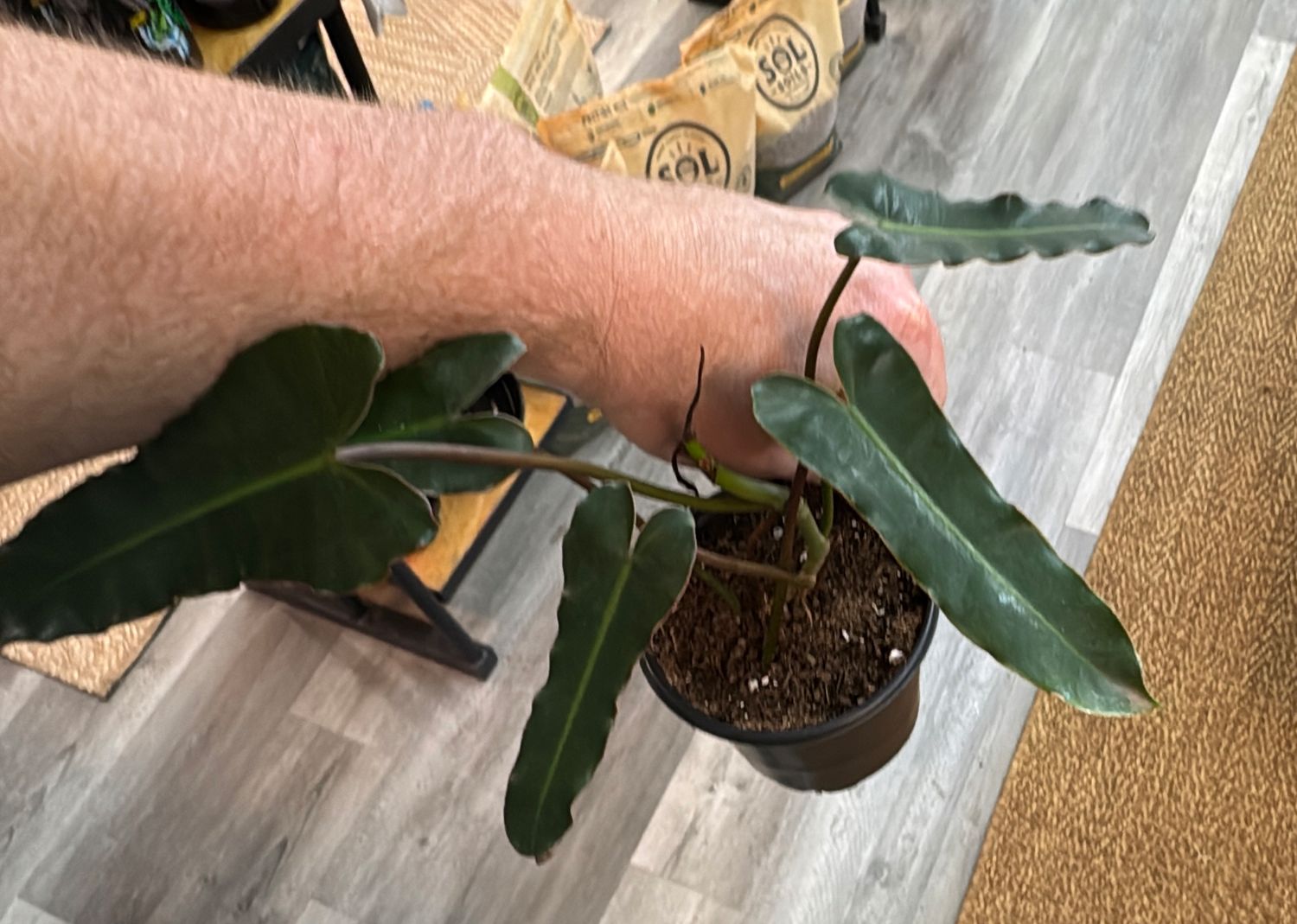 4" Philodendron Dark Billietiae