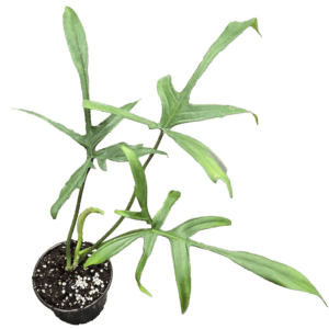 4" Philodendron Florida Beauty x Polypodioides