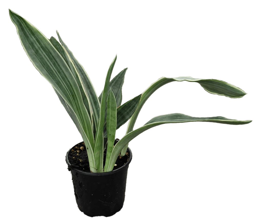 5" Sansevieria Sayuri