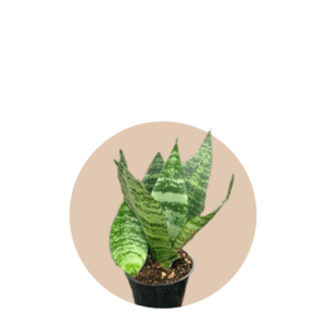 4" Sansevieria Robusta