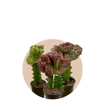 4" Mermaid Tail Cactus - Pink