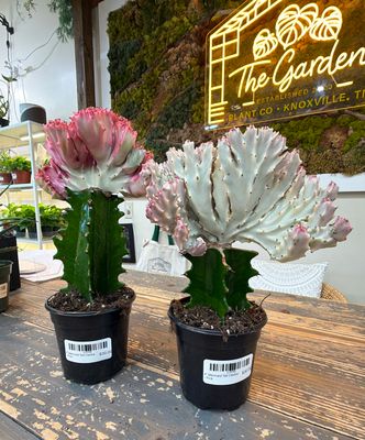 4" Mermaid Tail Cactus - Pink
