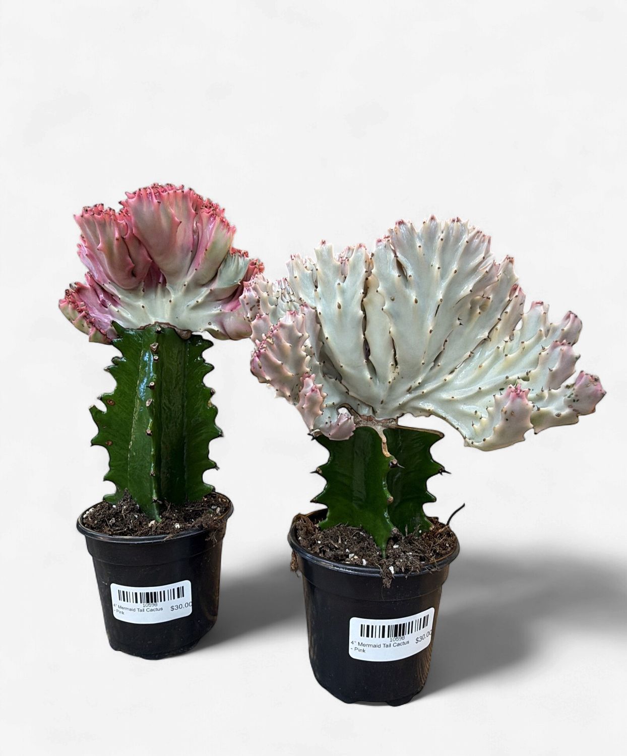 4" Mermaid Tail Cactus - Pink