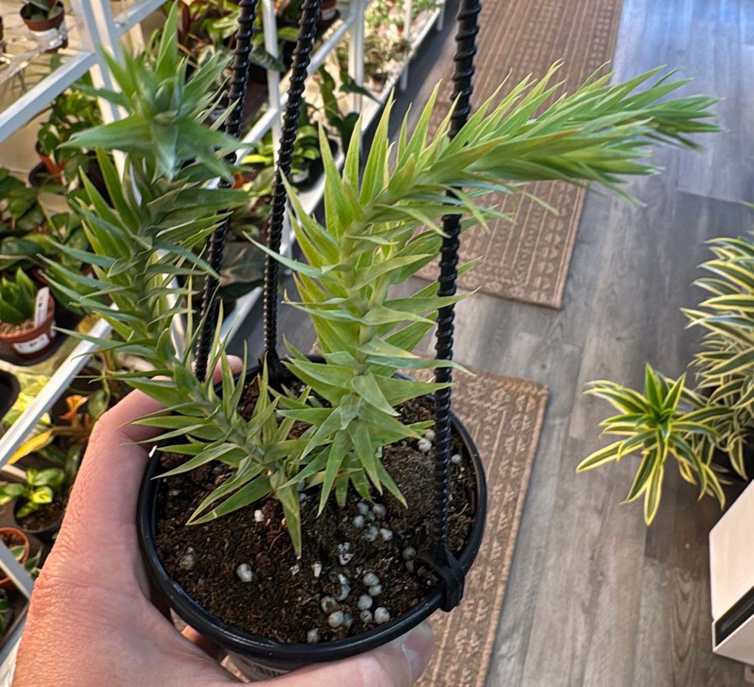 4" Huperzia Goebelii Hanging Basket