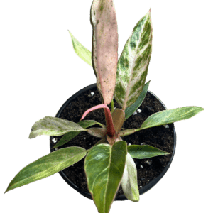 4" Philodendron Caramel Marble Pink Variegated