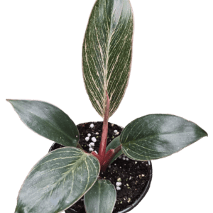 4" Philodendron Pink Birkin