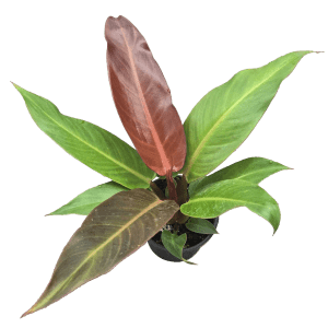 8" Philodendron Red Sun
