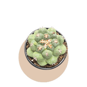 4" Beehive Cactus