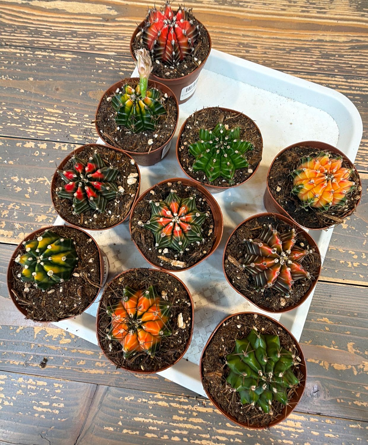 3" Colorball Cactus