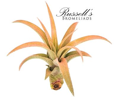 Tillandsia Capitata Peach (2-3")