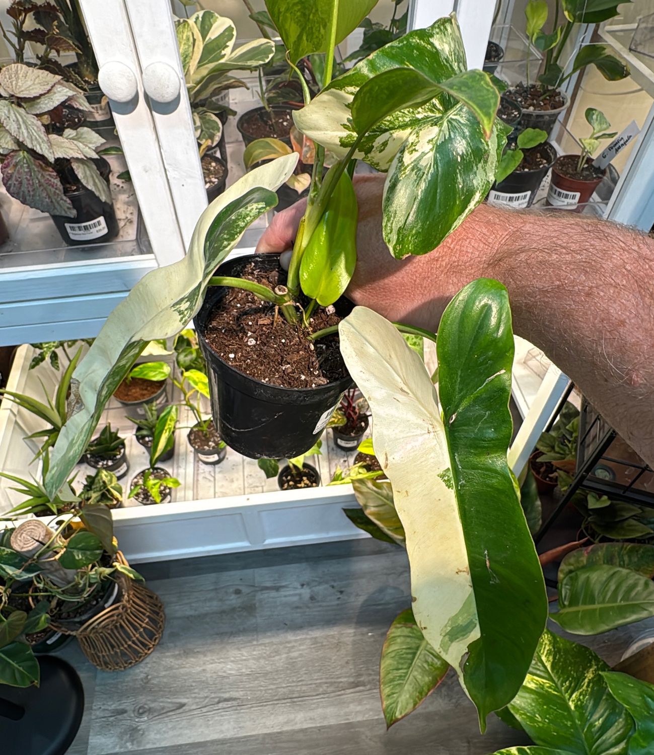 4" Philodendron Jennifer (billietiae x florida beauty variegated)