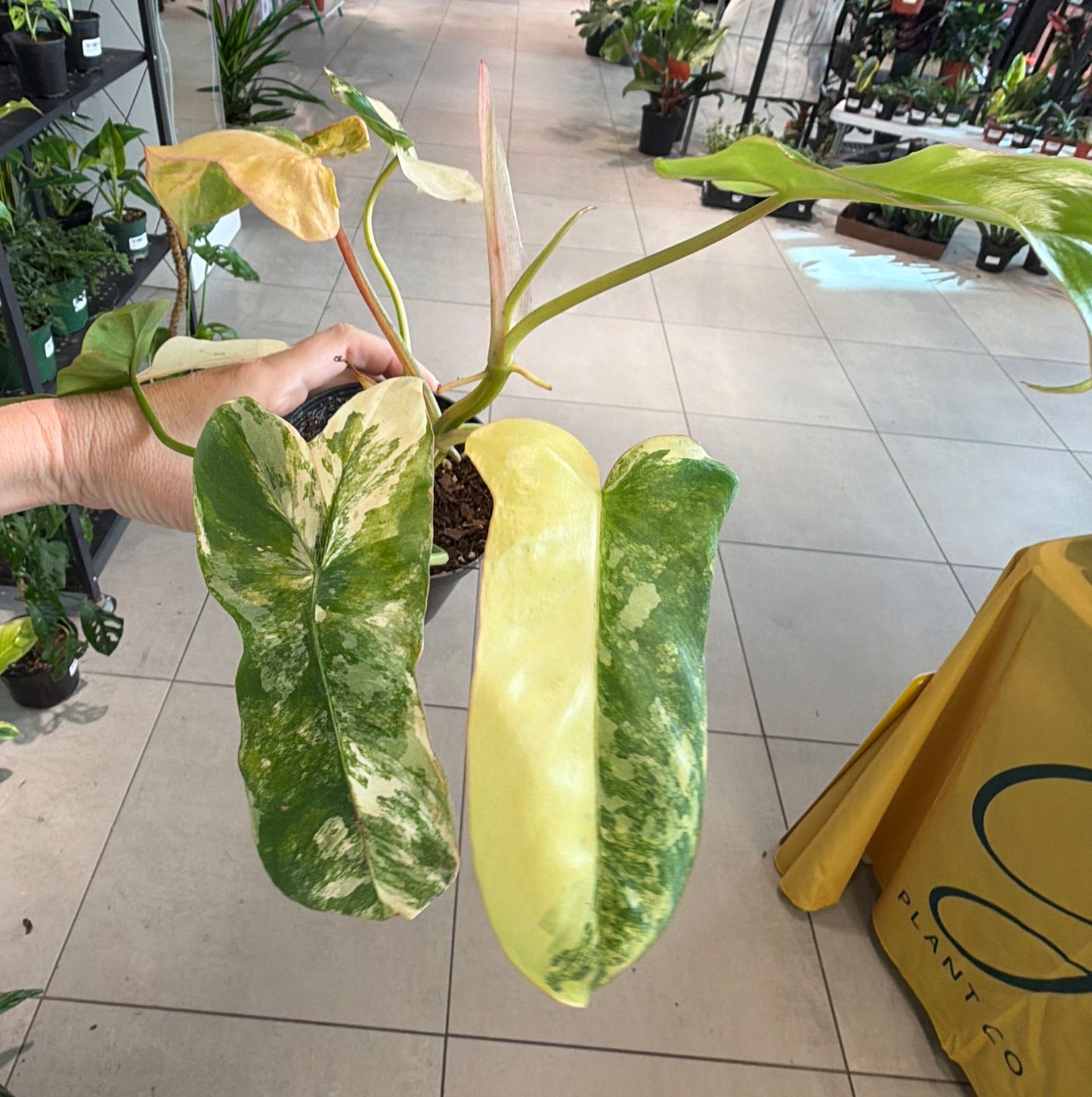 4" Philodendron Jennifer (billietiae x florida beauty variegated)