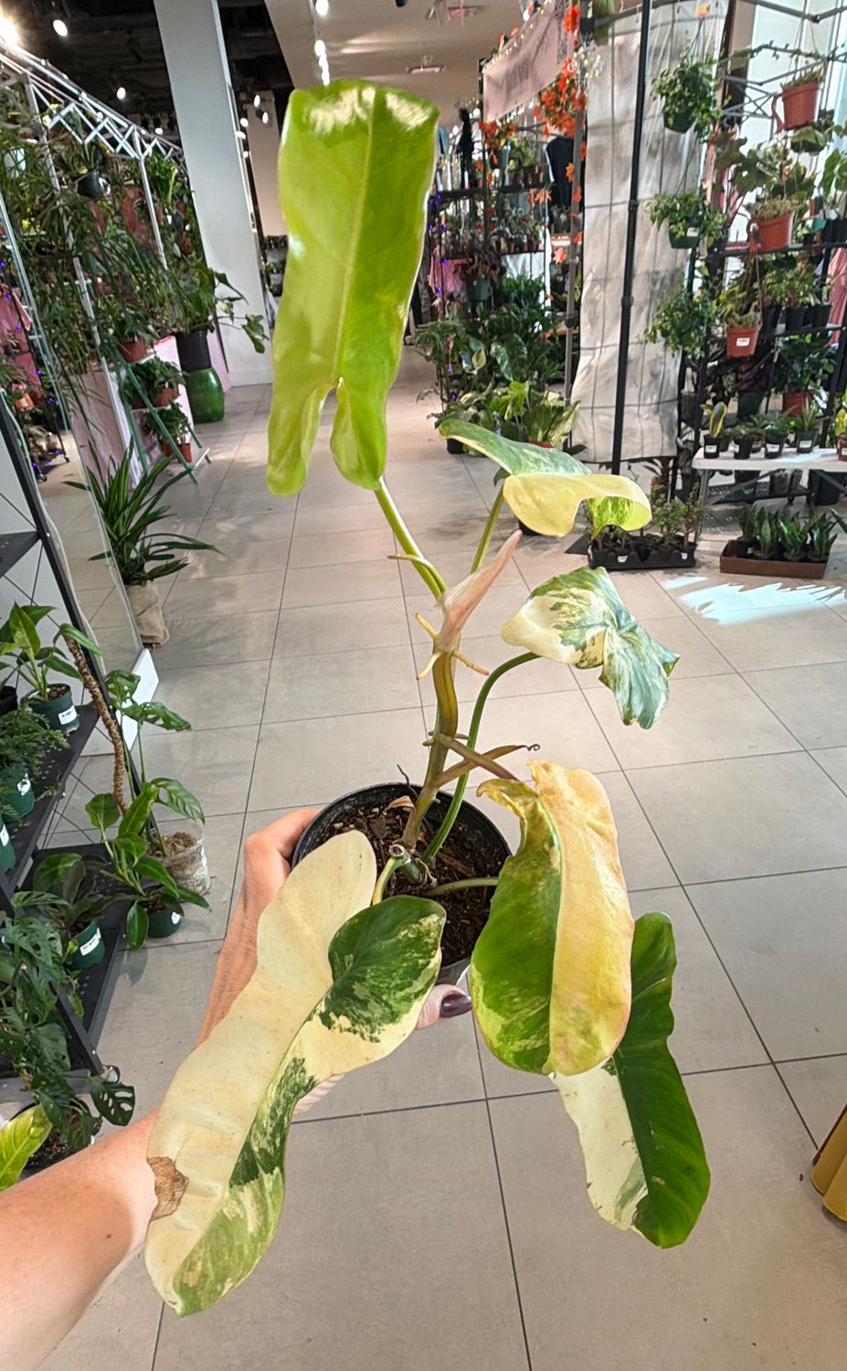 4" Philodendron Jennifer (billietiae x florida beauty variegated)