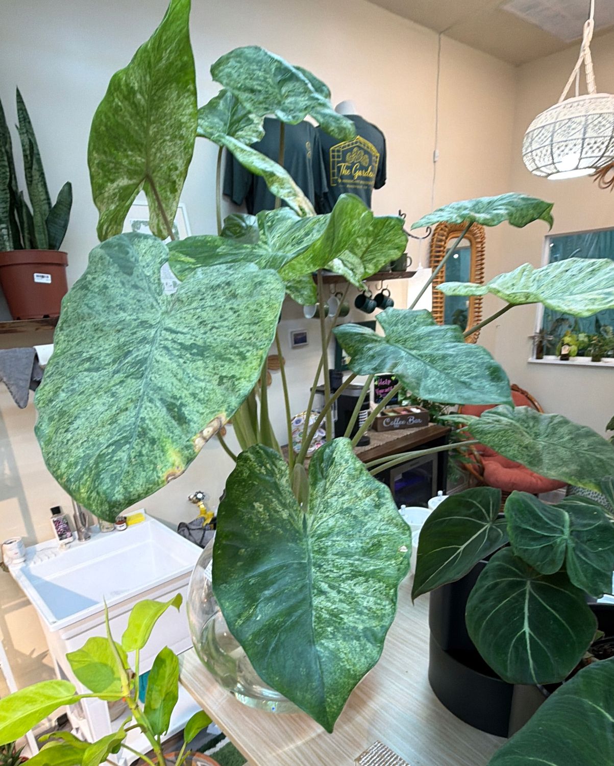 10" Alocasia Odora Batik in Self Watering Globe