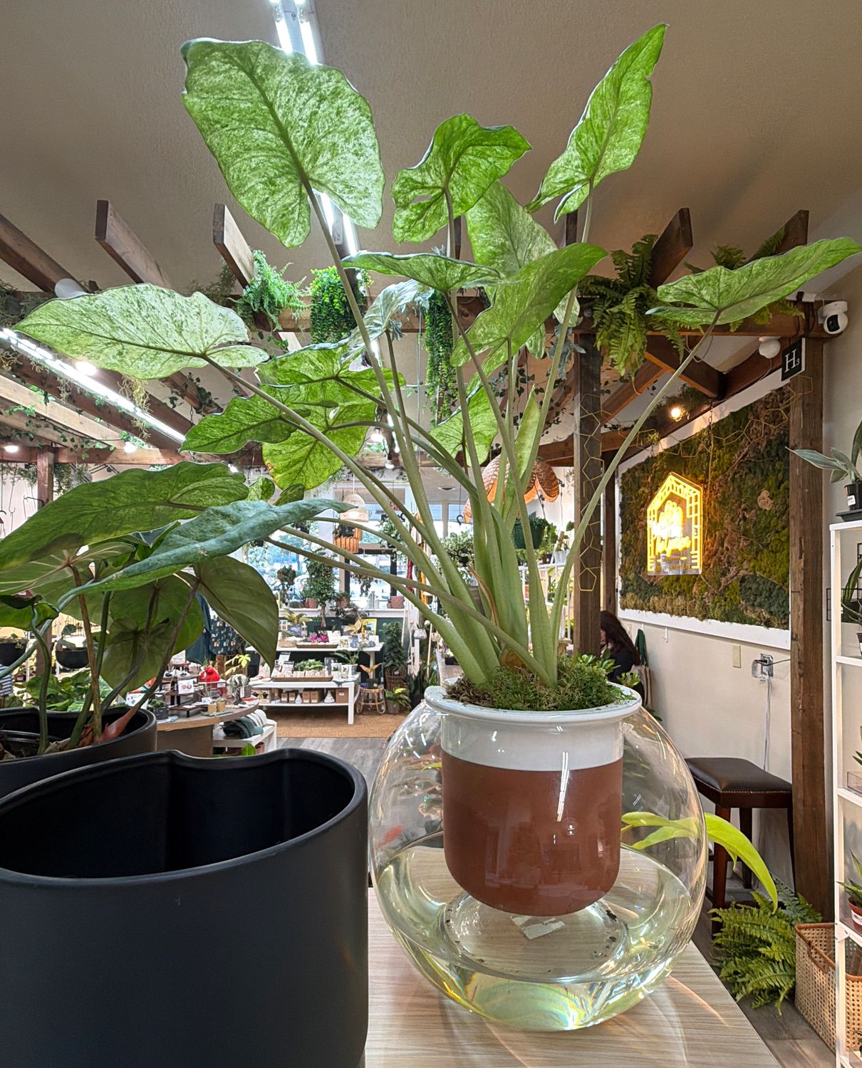 10" Alocasia Odora Batik in Self Watering Globe