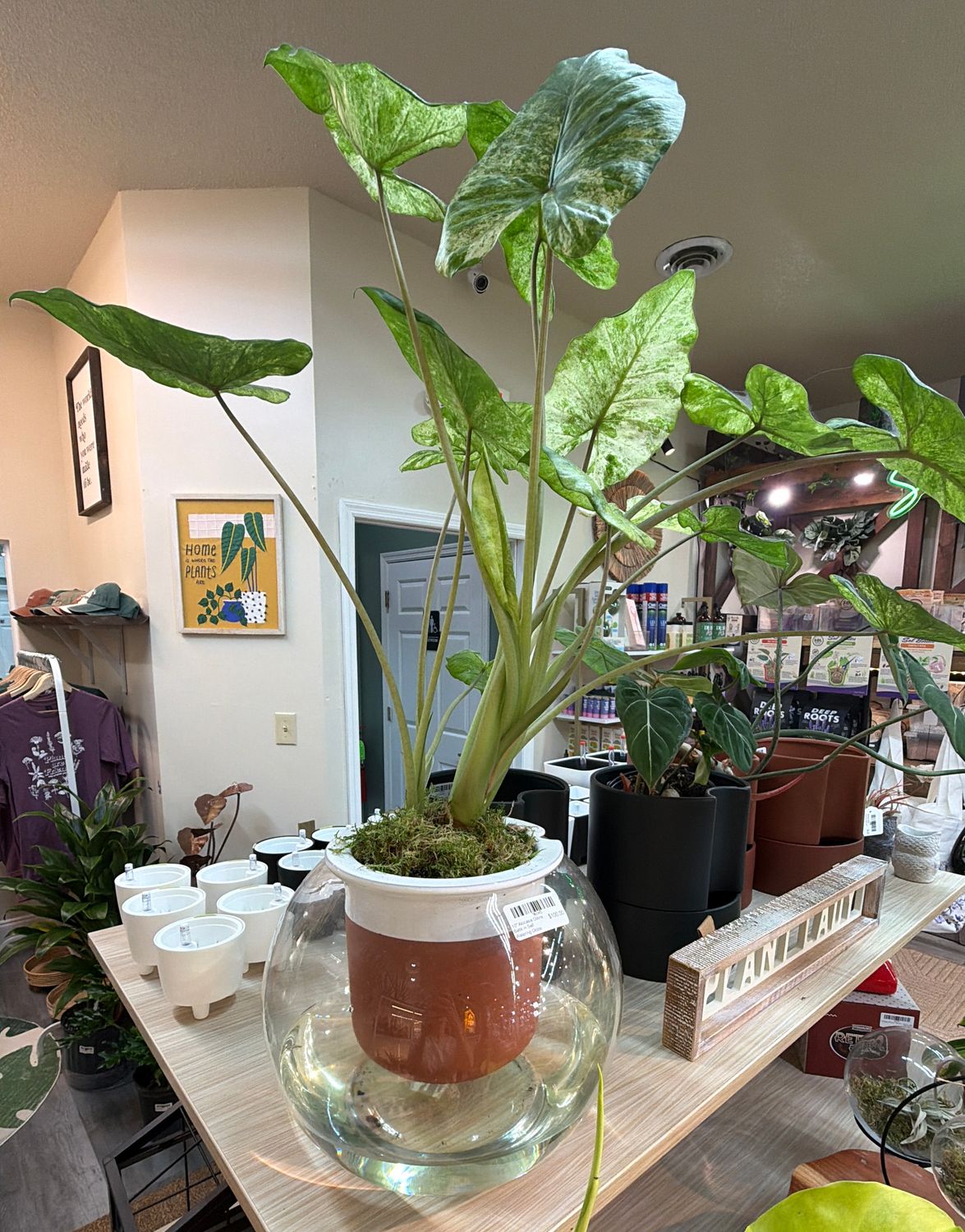 10" Alocasia Odora Batik in Self Watering Globe