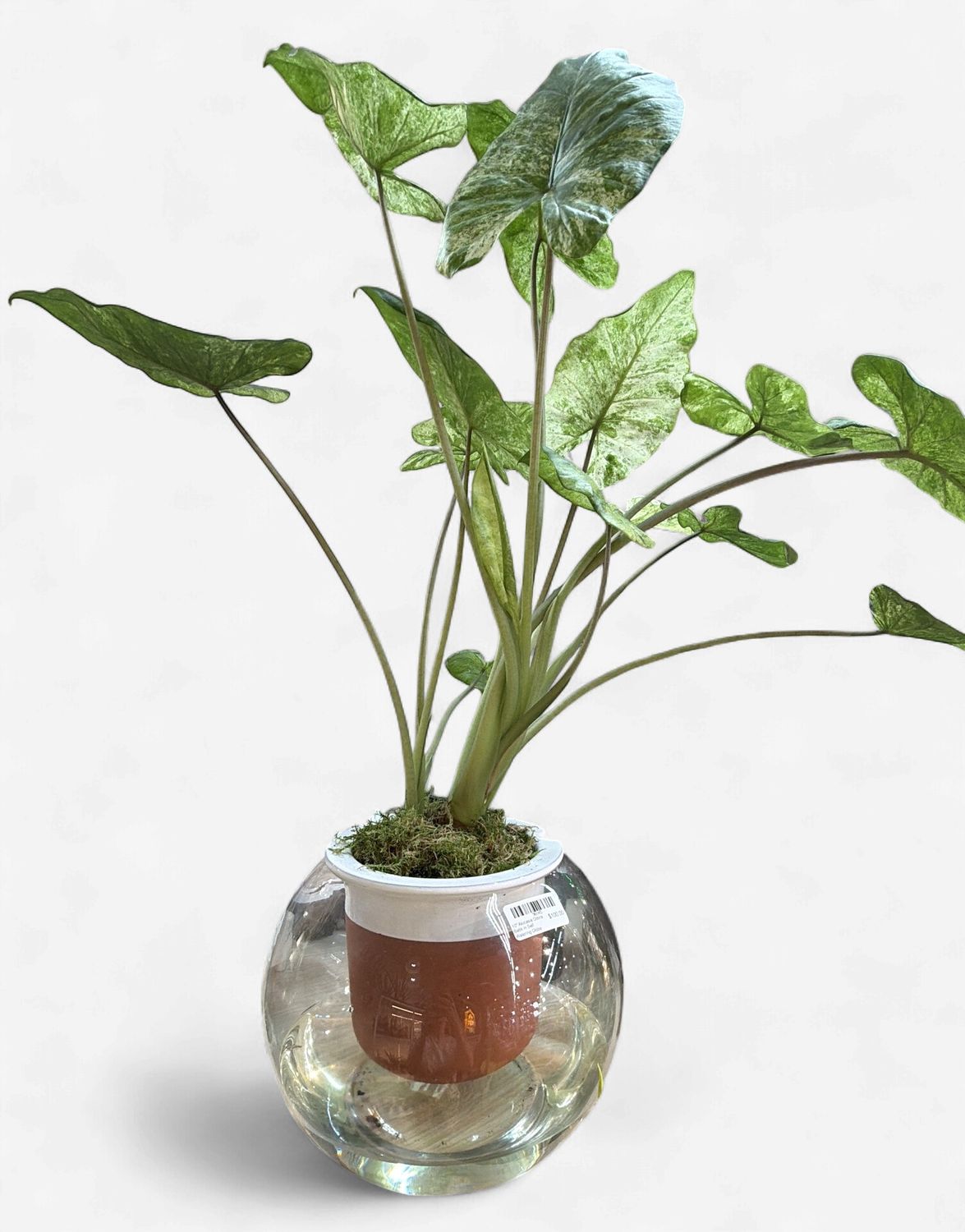 10" Alocasia Odora Batik in Self Watering Globe