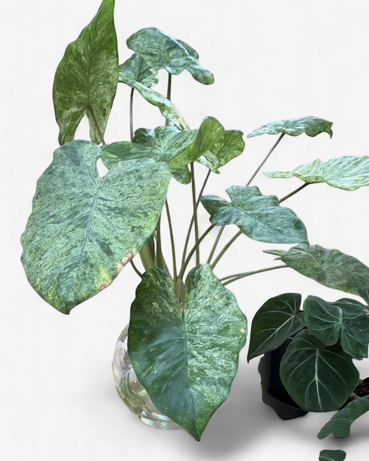 10" Alocasia Odora Batik in Self Watering Globe