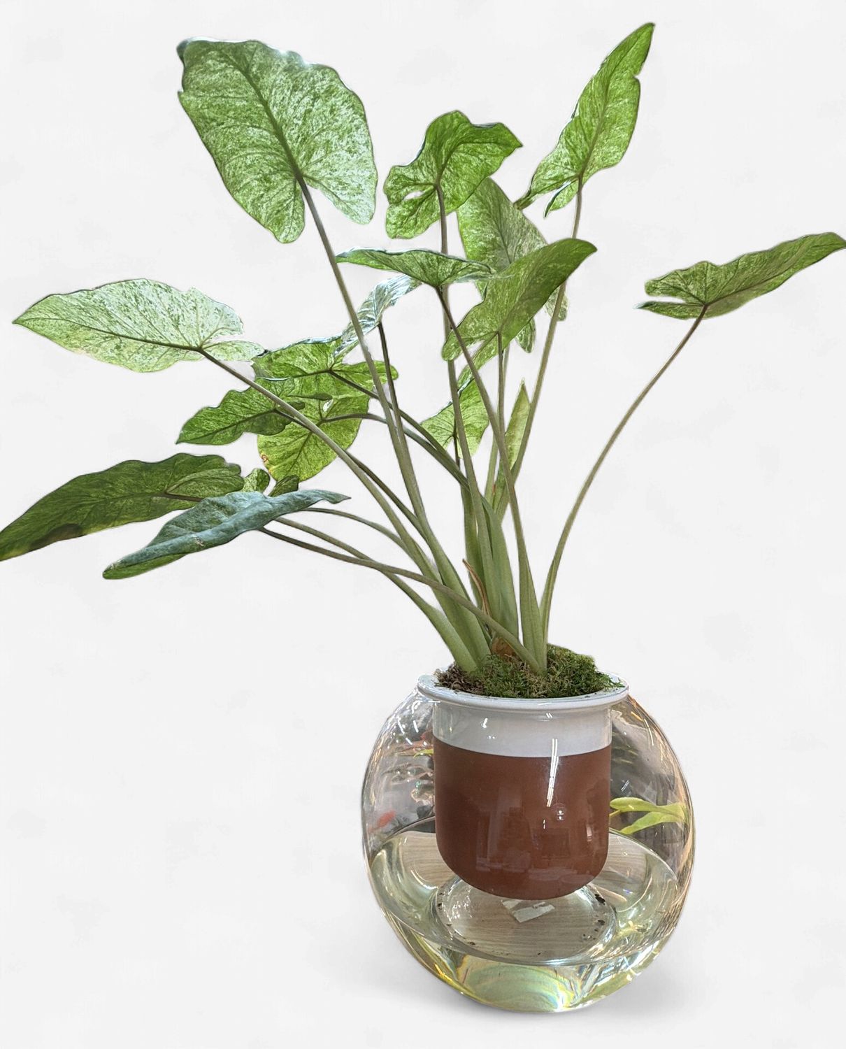10" Alocasia Odora Batik in Self Watering Globe